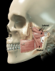 Fig 7. Medial and lateral pterygoid muscles.