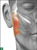 The masseter muscle.