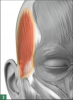 The temporalis muscle.